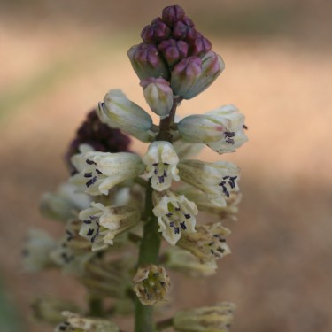 Bellevalia nivalis