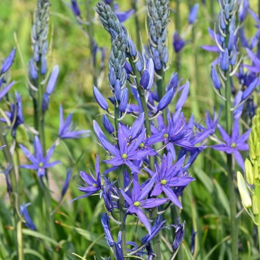 Camassia leichtlinii 'Maybelle' ® Camassia leichtlinii 'Maybelle' ®