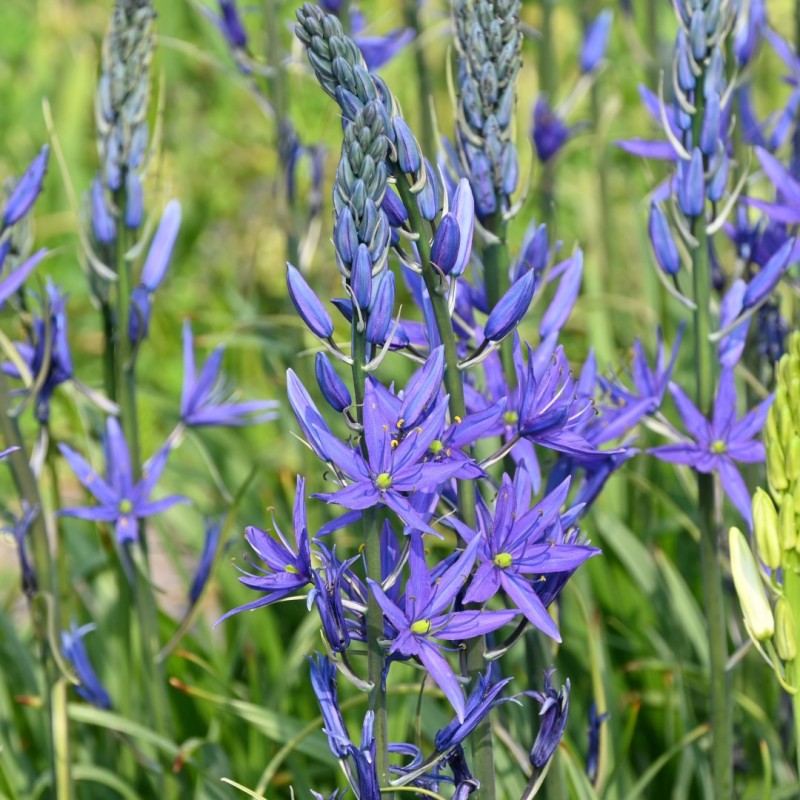 Camassia leichtlinii 'Maybelle' ® Camassia leichtlinii 'Maybelle' ®