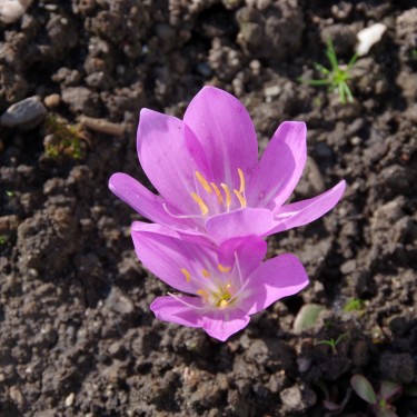 Colchicum boissierii