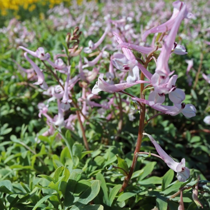 Corydalis glaucescens x schanginii Corydalis glaucescens x schanginii