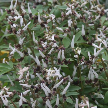 Corydalis nudicaulis 'Talogan'