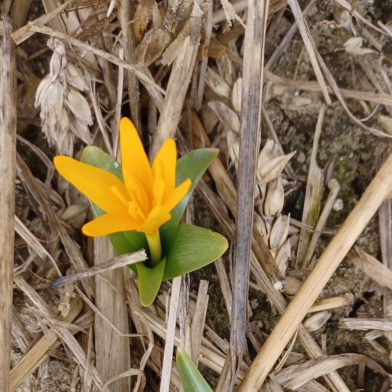 Colchicum luteum Colchicum luteum