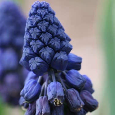 Bellevalia atroviolacea