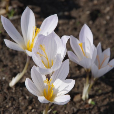 Crocus mazziriacus