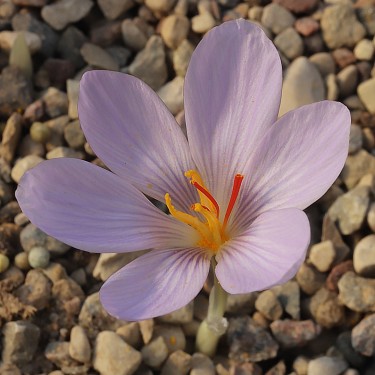 Crocus pallassii 'Samos'