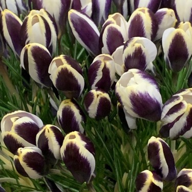 Crocus chrysanthus 'Panda'