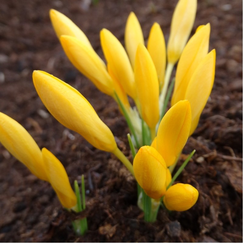 Crocus chrysanthus ‘Uschak Orange’ 