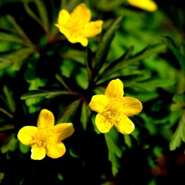 Anemone ranunculoides 'Laciniata'