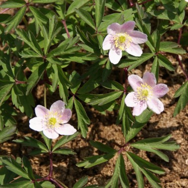 Anemone nemorosa 'Miss Curries Pink'