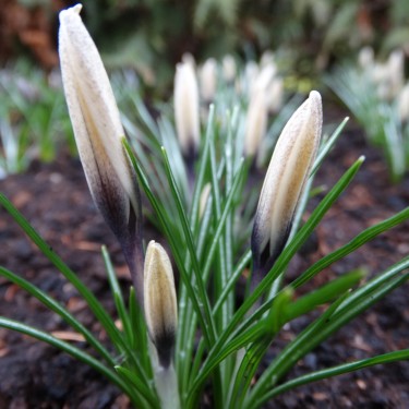 Crocus korolkowii x 'Karelia' Crocus korolkowii x 'Karelia'