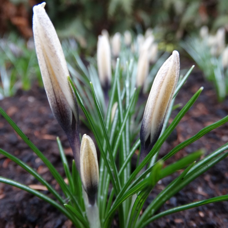 Crocus korolkowii x 'Karelia' Crocus korolkowii x 'Karelia'
