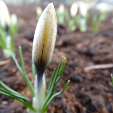 Crocus korolkowii x 'Karelia' Crocus korolkowii x 'Karelia'
