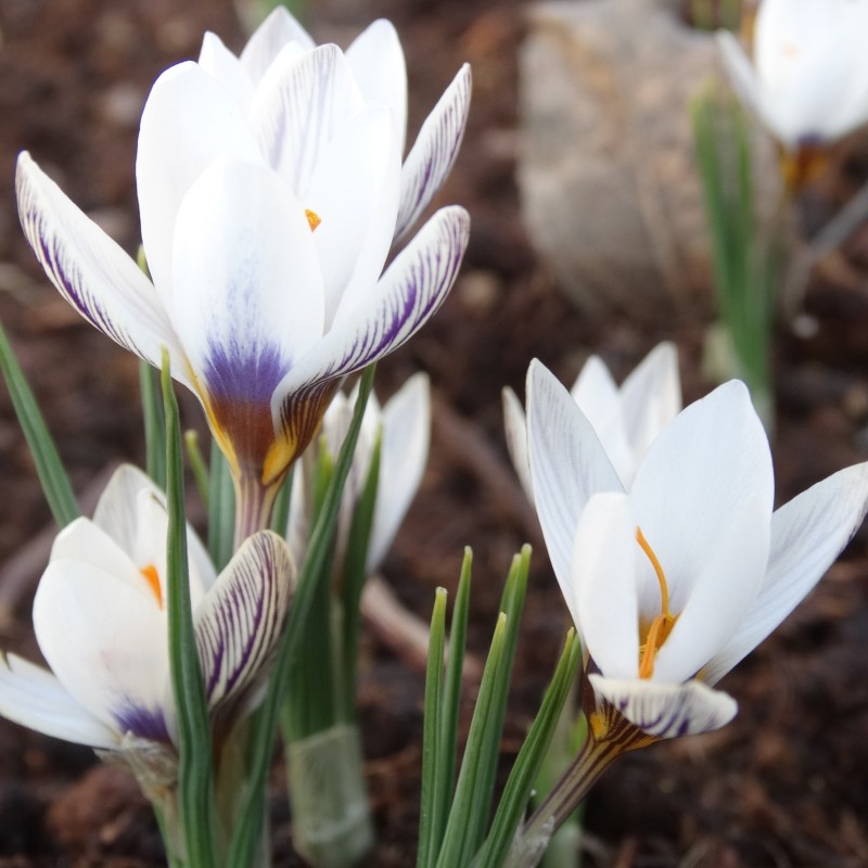 Crocus taseliensis Crocus taseliensis