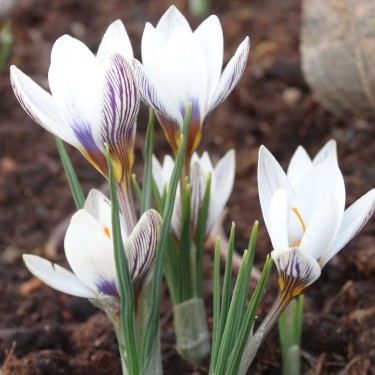 Crocus taseliensis Crocus taseliensis