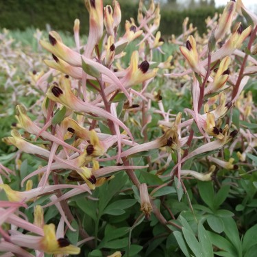 Corydalis schanginii subsp. ainae ‘Apricotin'