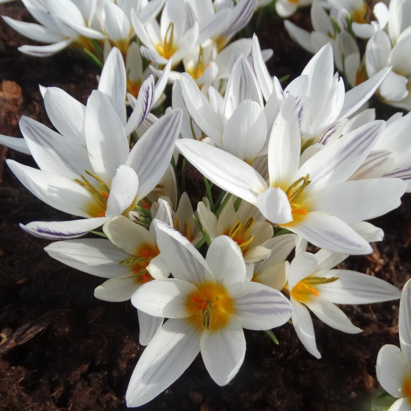 Crocus taseliensis Crocus taseliensis