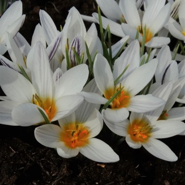 Crocus taseliensis Crocus taseliensis