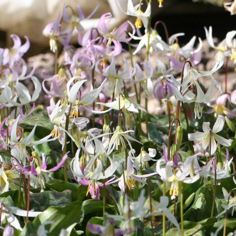 Erythronium californicum -Hybrids- Erythronium californicum -Hybrids-