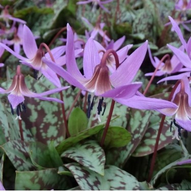Erythronium dens-canis 'Old Aberdeen'