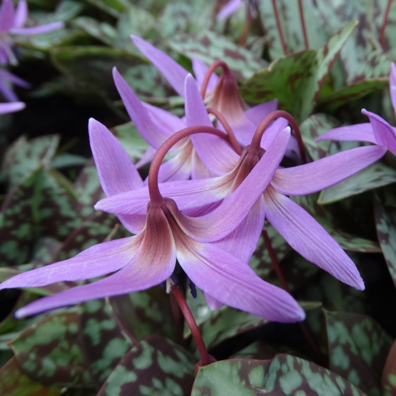 Erythronium dens-canis 'Old Aberdeen' Erythronium dens-canis 'Old Aberdeen'
