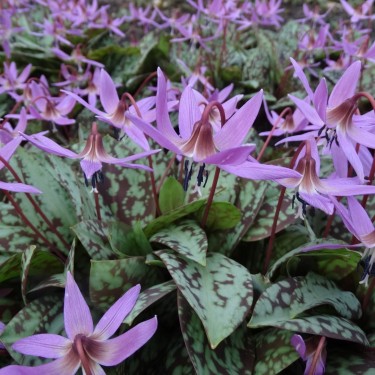Erythronium dens-canis 'Old Aberdeen' Erythronium dens-canis 'Old Aberdeen'