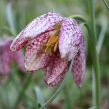 Fritillaria meleagris 'Eros'