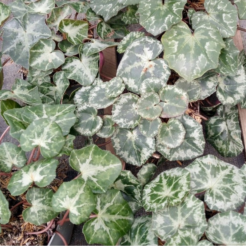Cyclamen hederifolium subsp. crassifolium