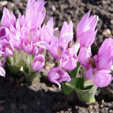 Colchicum szovitzii var. brachyphyllum