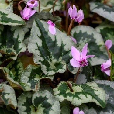 Cyclamen hederifolium -Leaf type 1-