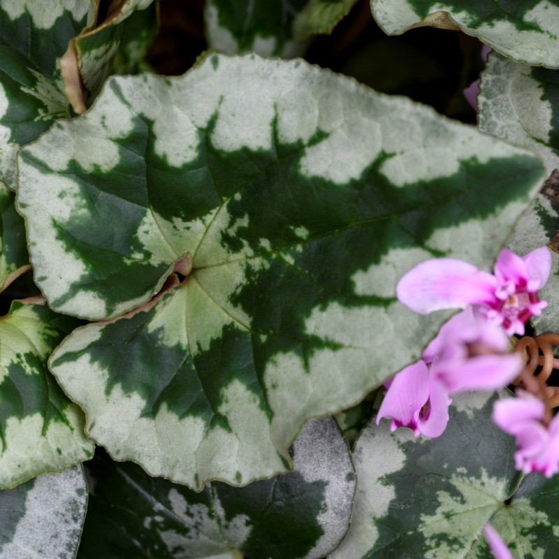 Cyclamen hederifolium -Leaf type 1-
