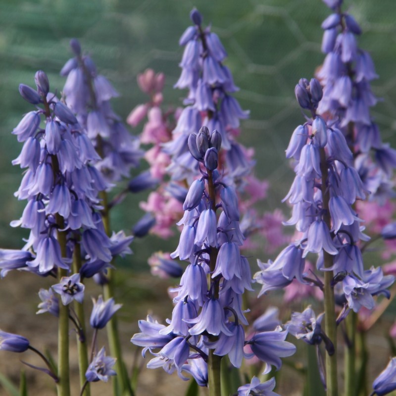 Hyacinthoides hispanica 'Excelsior' Hyacinthoides hispanica 'Excelsior'
