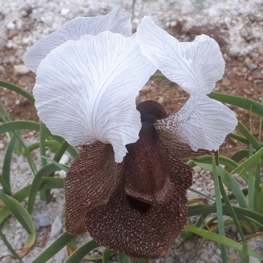 Iris iberica