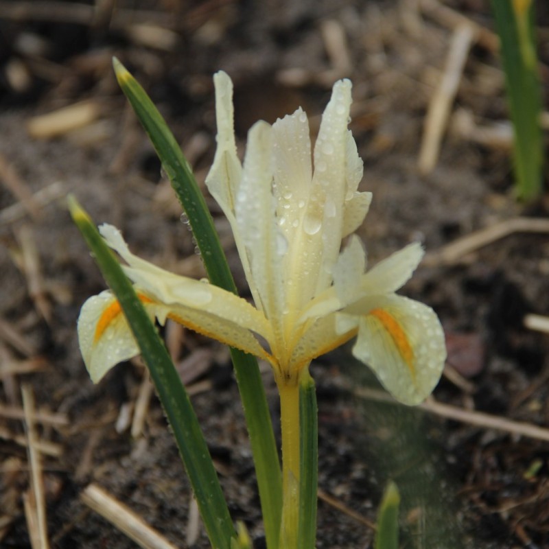 Iris 'Louise'