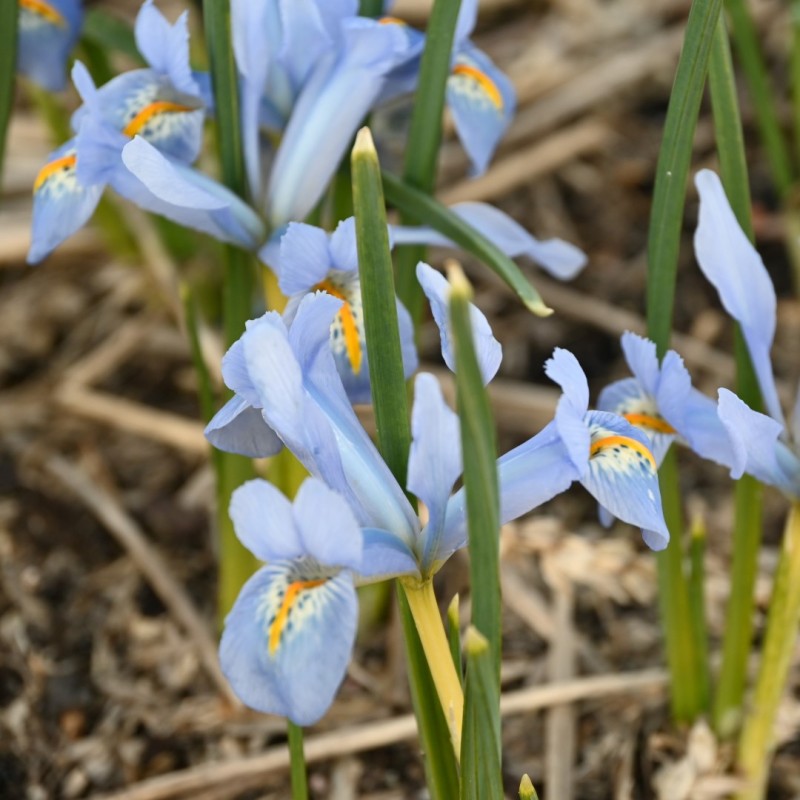 Iris reticulata 'Blue Planet' Iris reticulata 'Blue Planet'