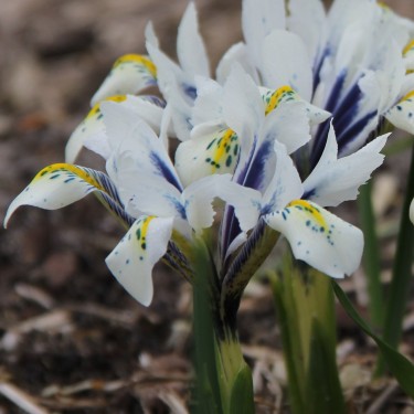 Iris reticulata 'Eye Catcher'