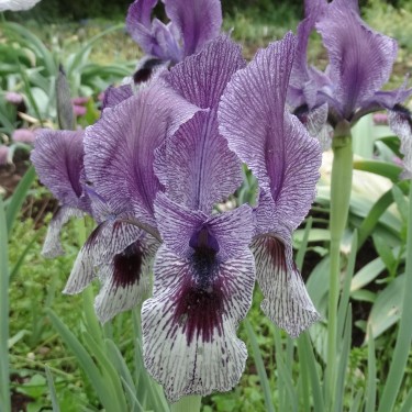 Iris 'Thor'