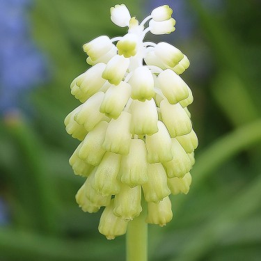 Muscari commutatum -Achladea-