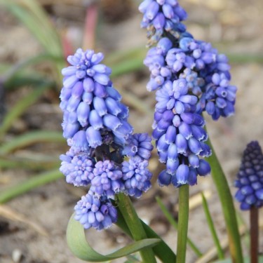 Muscari 'Flower Power'