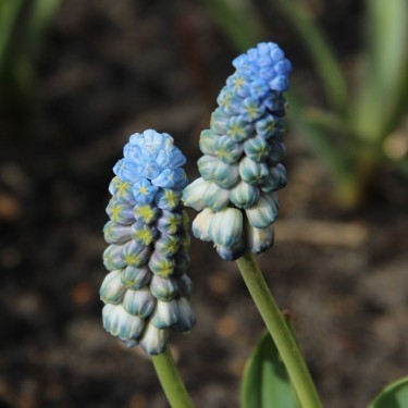 Muscari latifolium 'Misty Morning' ®