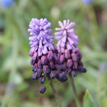 Muscari latifolium 'Purple Rain'
