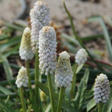 Muscari 'White Spear'
