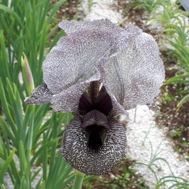 Iris kasruwana
