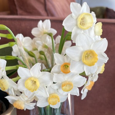 Narcissus 'Crevette'