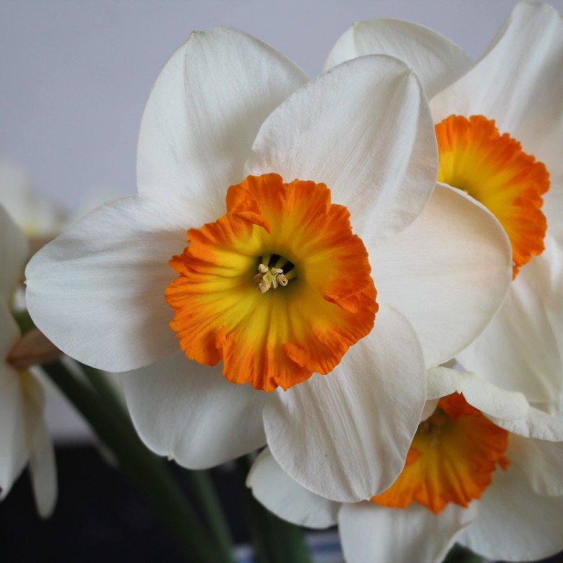 Narcissus 'Amor' Narcissus 'Amor'