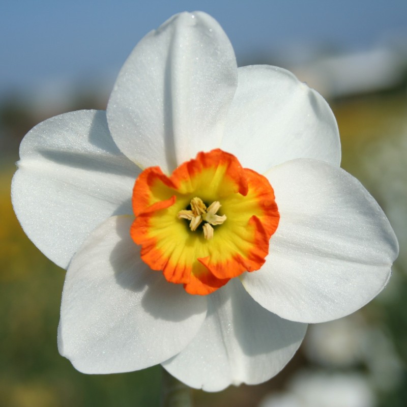 Narcissus 'Birdsong' Narcissus 'Birdsong'