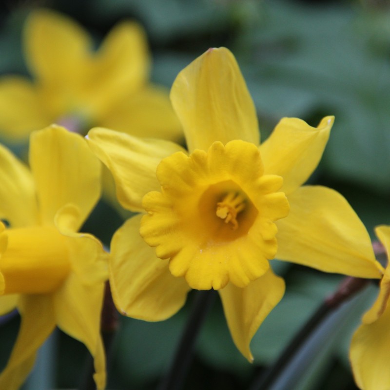 Narcissus 'King Alfred' Narcissus 'King Alfred'