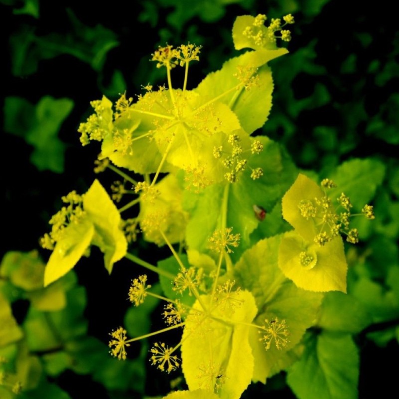 Smyrnium perfoliatum Smyrnium perfoliatum