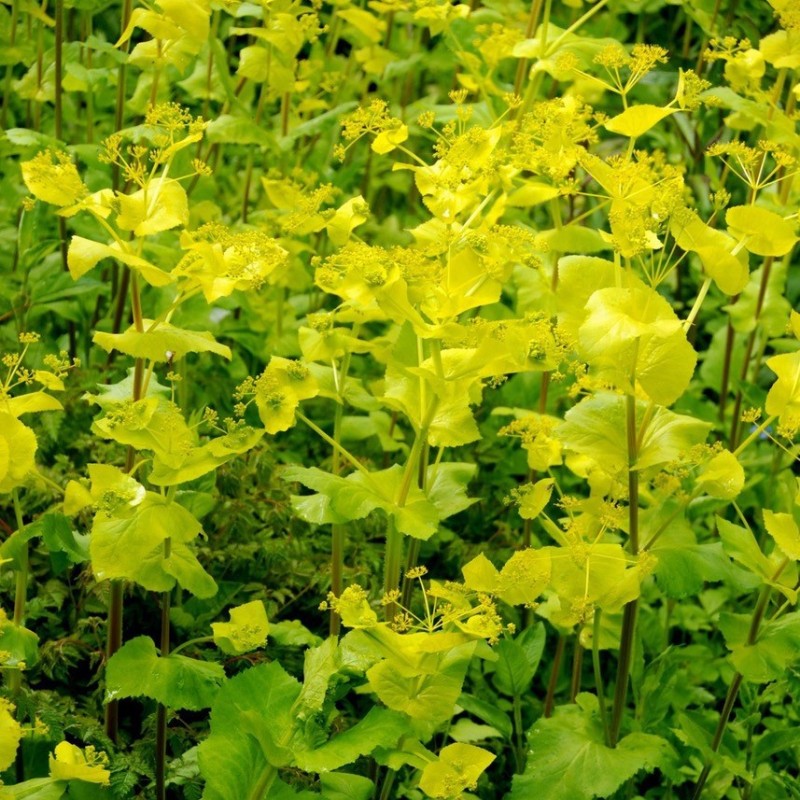 Smyrnium perfoliatum Smyrnium perfoliatum