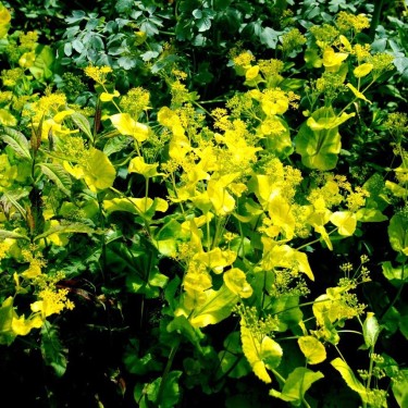 Smyrnium perfoliatum Smyrnium perfoliatum